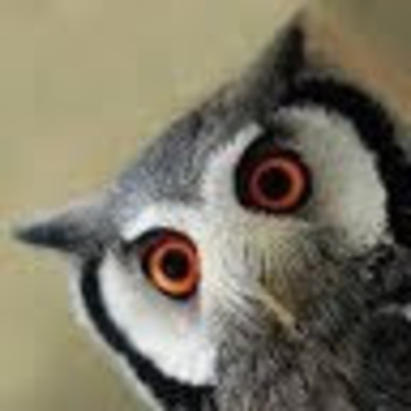 Meet your Posher, Mara - Picture 1 of 1